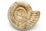 Jurassic Ammonite (Perisphinctes) - Madagascar #227598-1